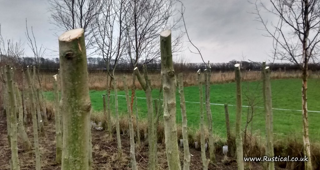 Pollarding Ash Trees Rustical