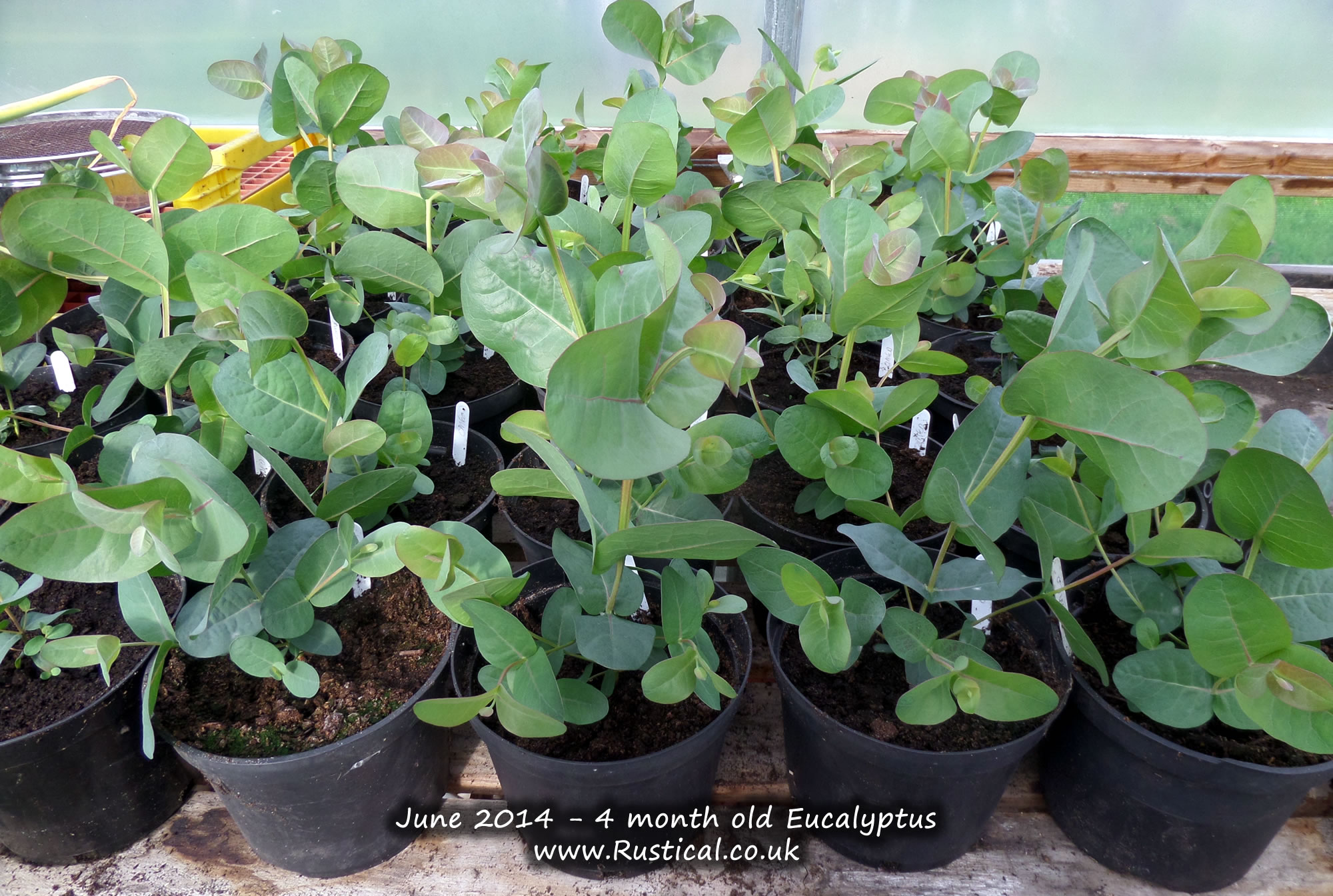 4 month old Eucalyptus (June 2014)