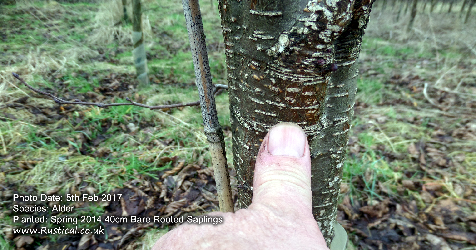 Alder growth after 3 years