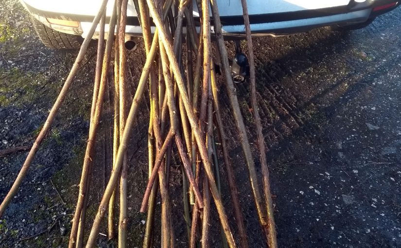Hazel walking stick shanks harvested January 2018
