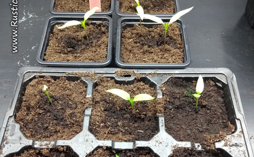 Germinating 'Long Chilli' plants