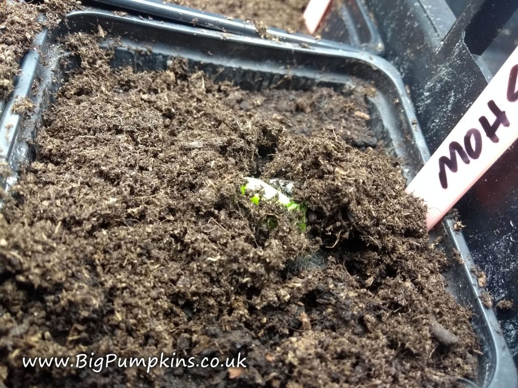The first of our 2018 giant pumpkin seeds emerges