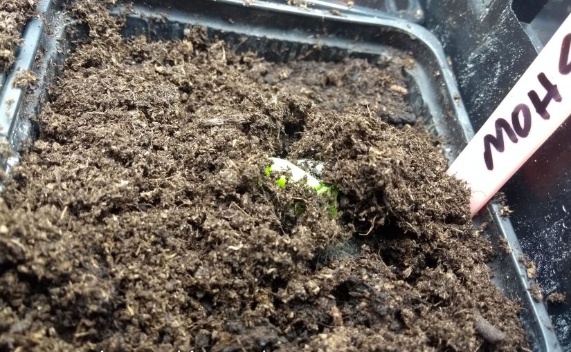 The first of our 2018 giant pumpkin seeds emerges