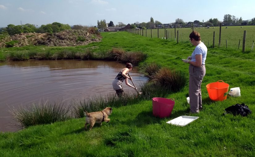 Counting freshwater invertebrates in a a freshly restored farm pond