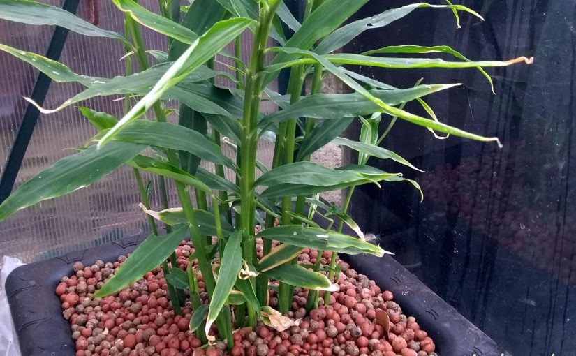 Hydroponic Ginger Trial