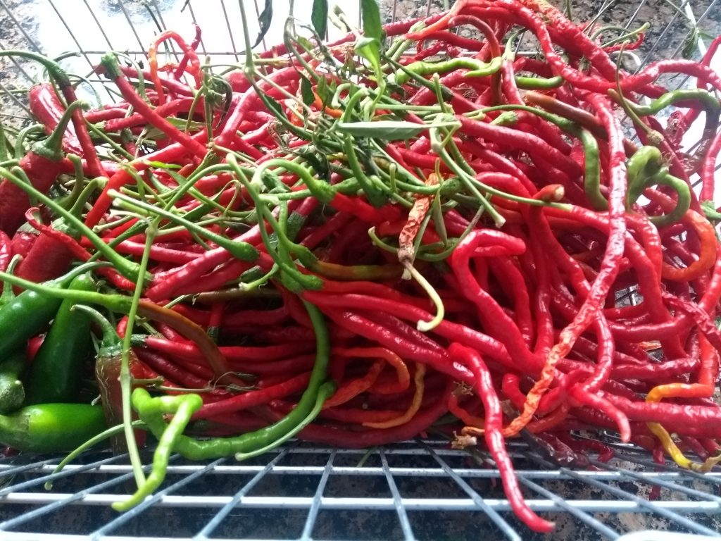 Thunder Mountain peppers