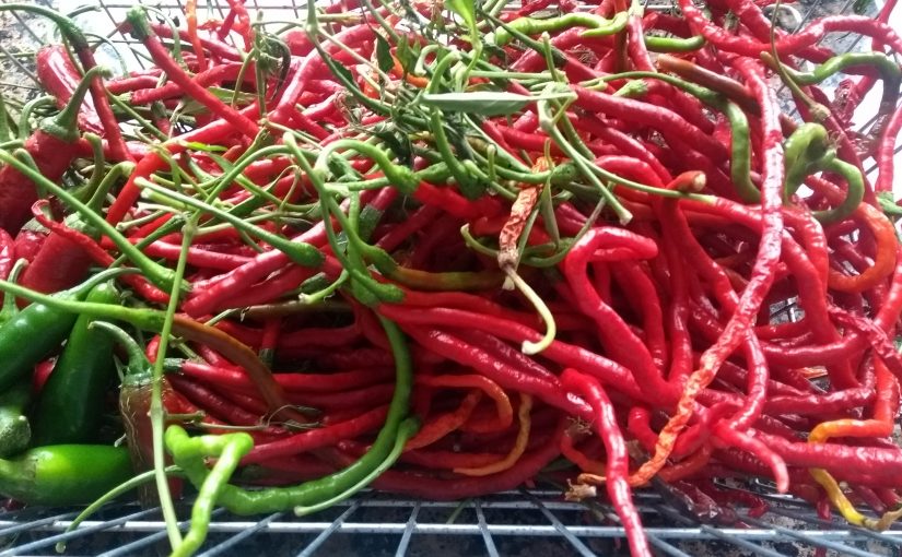 Chilli harvest and Autumn tidy up