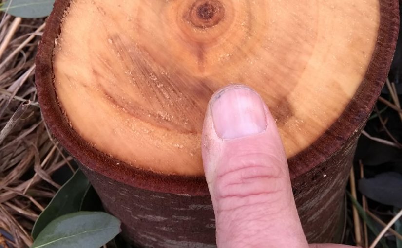 Growing Firewood – Year six update