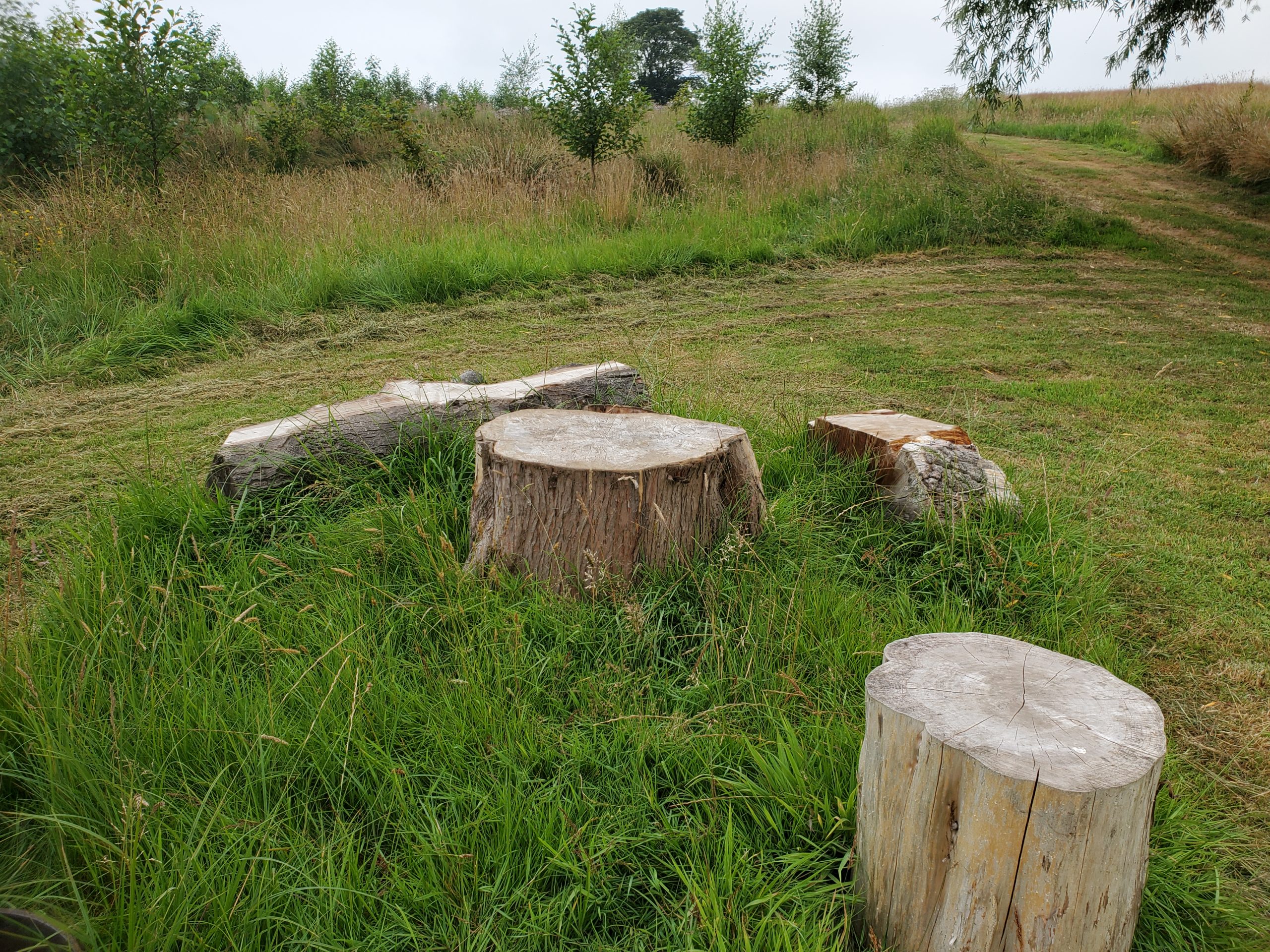 Log benches and table for picnics
