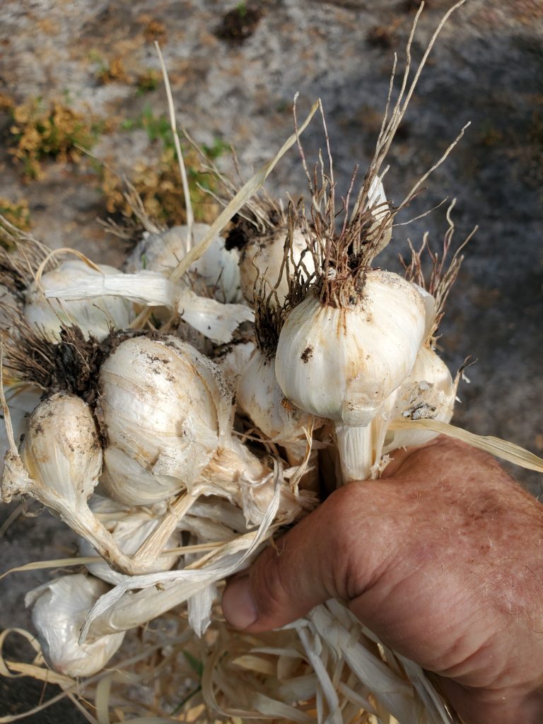 Home grown garlic