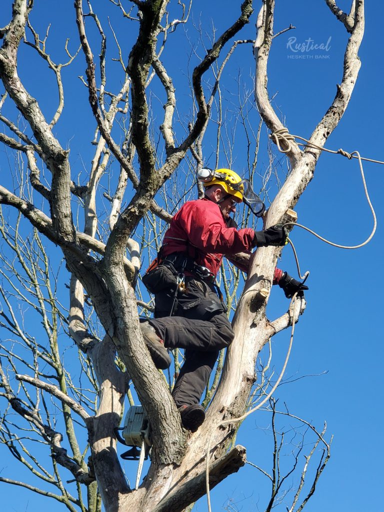 Climbing a diseased Elm tree