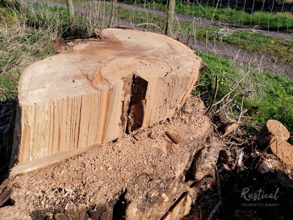 Diseased trunk of a felled Elm tree