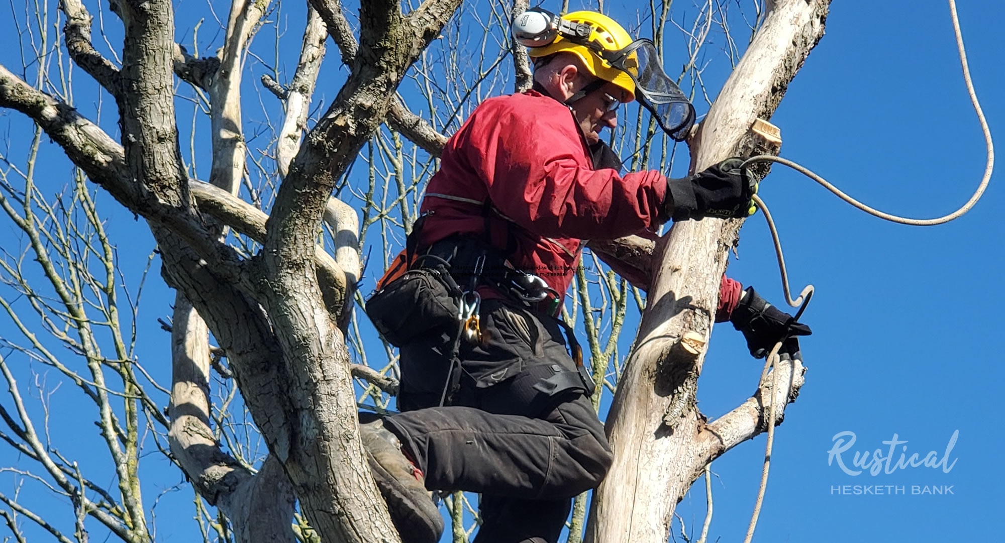 Dismantling a dead elm tree