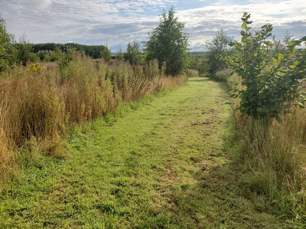 A mown path through working coppice