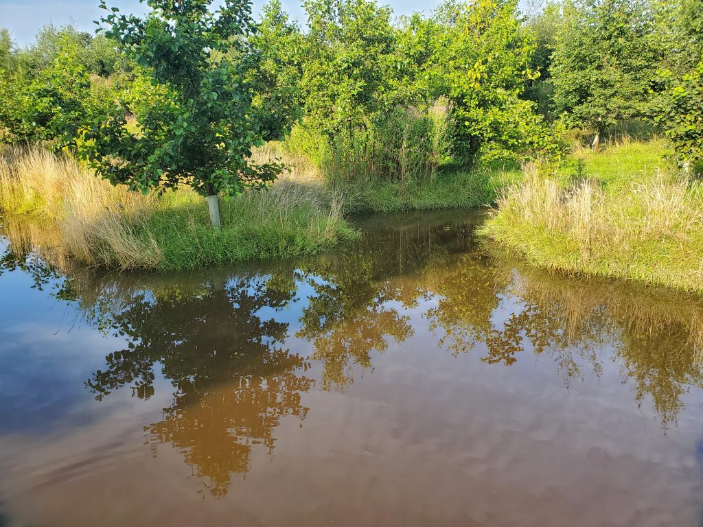 A pond on the Farm Walk
