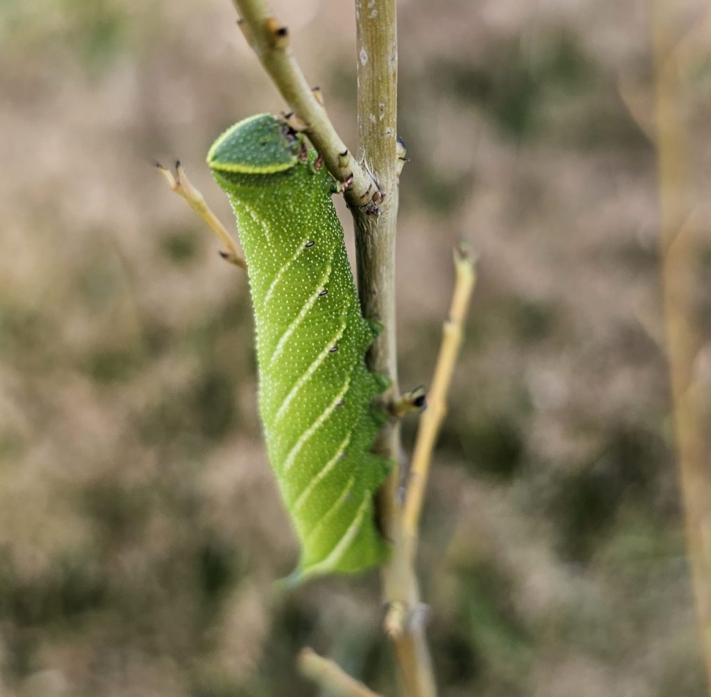 Lime Hawk Moth caterpillar