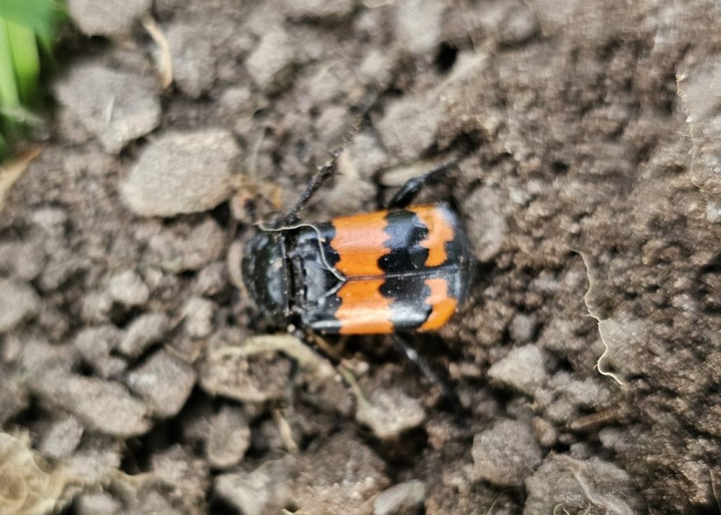 Sextant Beetle