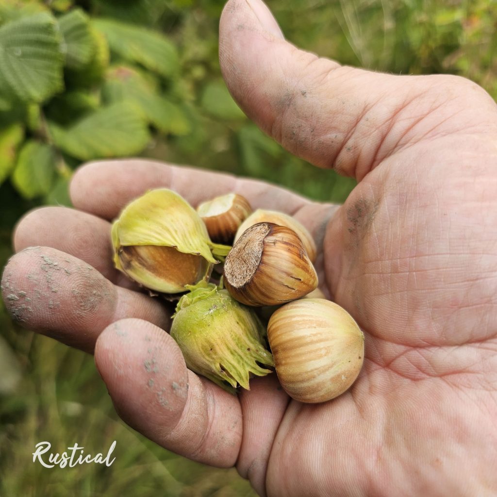 Collecting Hazelnuts