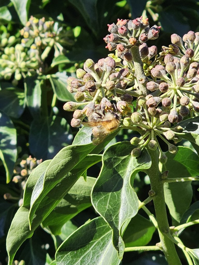 Bee on ivy flowers