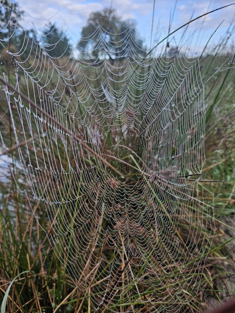 Morning cobweb