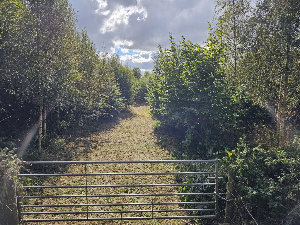 Woodland dog walking field
