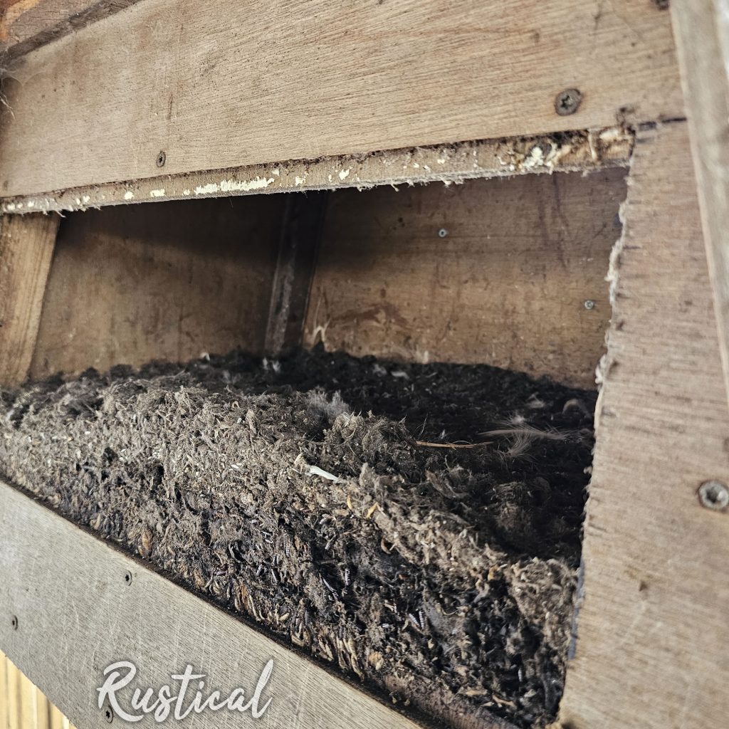 Cleaning out a barn owl nest box
