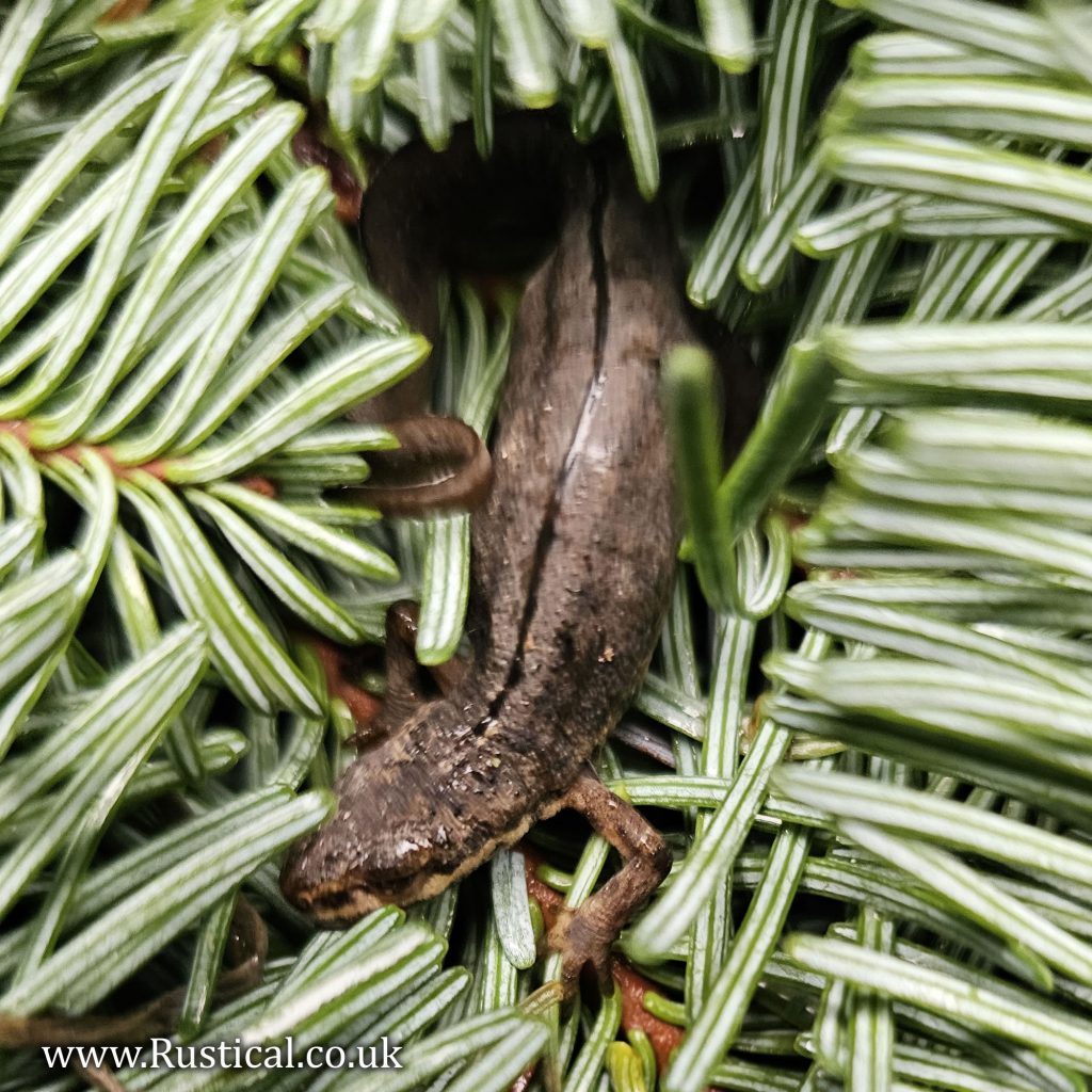 Newt hiding in wreath making spruce