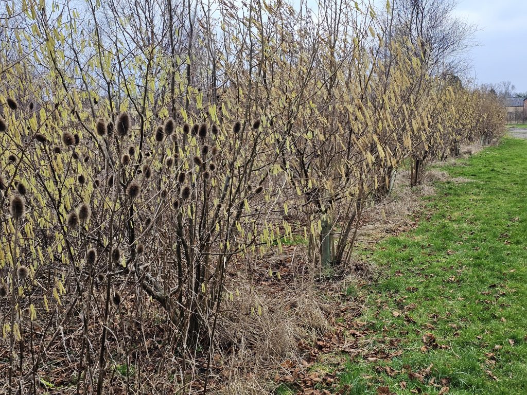Hazel catkins