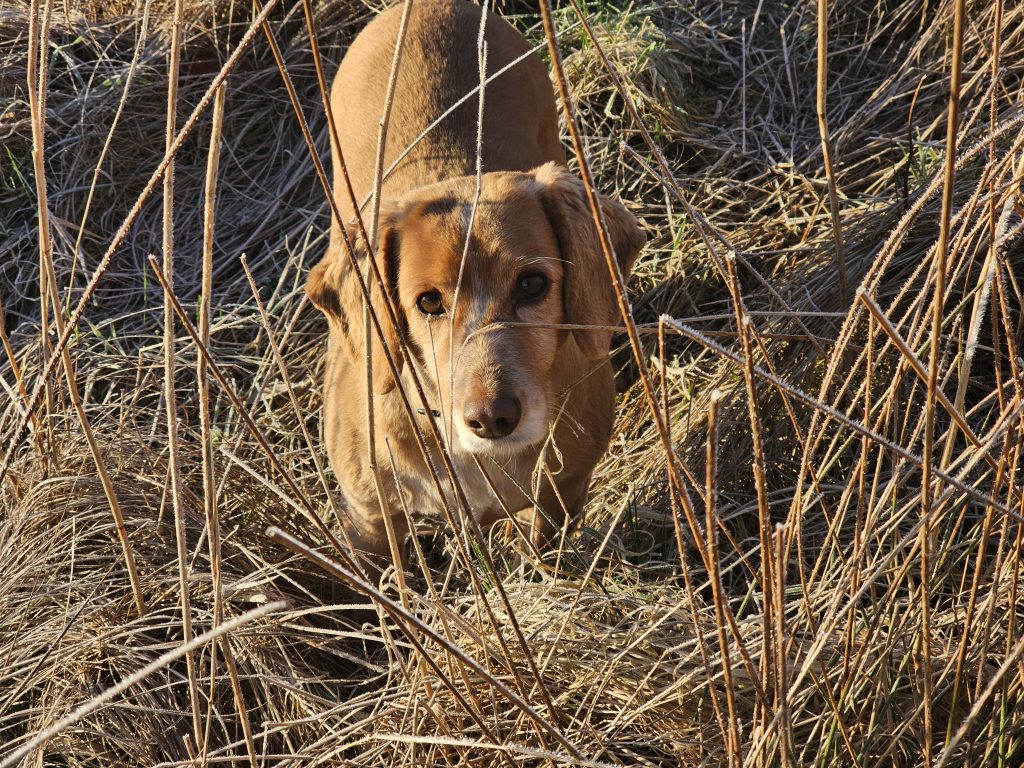 Cocker spaniel in reeds