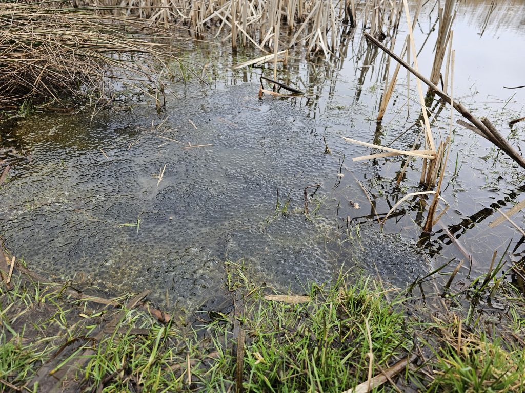 Frog spawn in  a farm pond